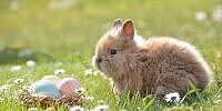 ROUNDUP: Klassische Leckereien zu Ostern deutlich teurer